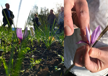 Safran (Krokusse) auf einem Versuchsfeld und geerntete Blüte.